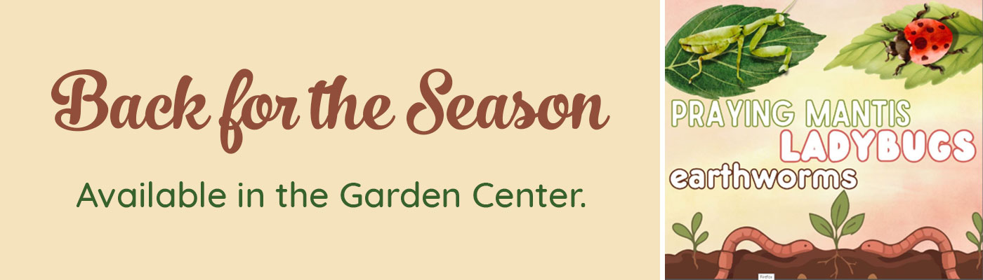 Petes-Ace-Hardware-Featured-Praying-Mantis